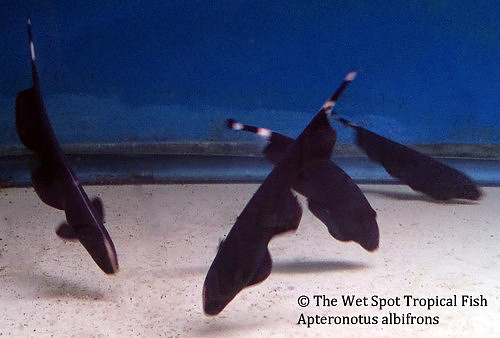 Black Ghost Knife - Apteronotus albifrons