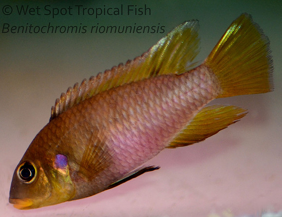 Benitochromis riomuniensis