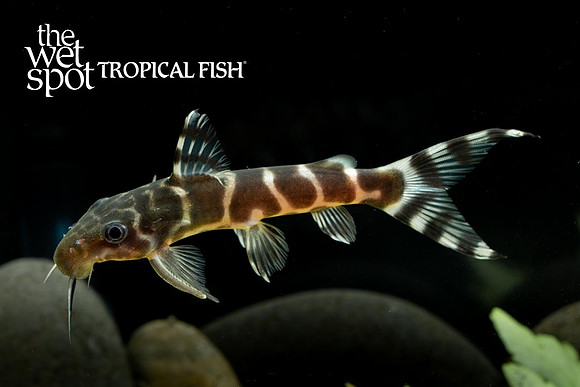 Synodontis brichardi - Brichard's Squeaker Cat