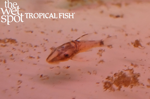 Otocinclus sp. "Blanco Oto"