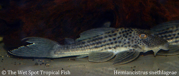 Hemiancistrus snethlageae "White Seam Pleco" L141