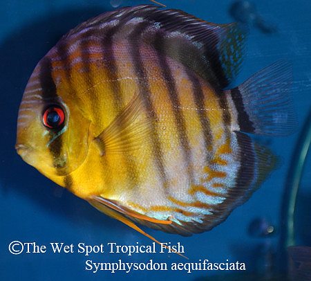 Symphysodon aequifasciata - Colombian Wild Green Discus