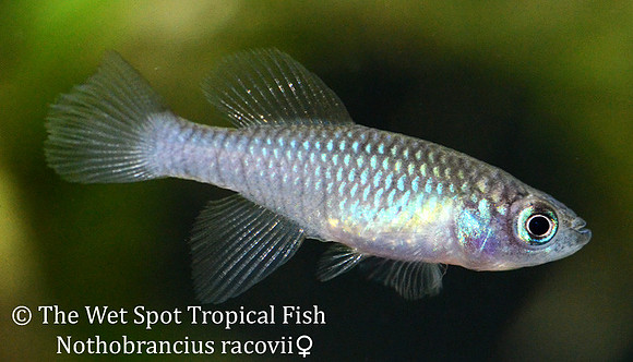 Rachovii Killi - Nothobranchius rachovii female