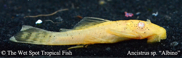 Ancistrus sp. "Albino Bushynose Pleco"