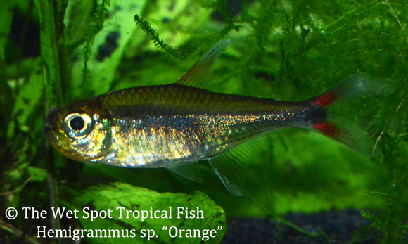 Characidae sp. Orange - Orange Tetra