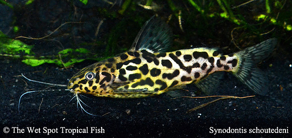 Synodontis schoutendeni - Yellow Marbled Squeaker Cat