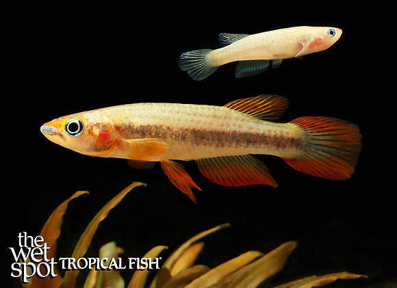 Epiplatys lamottei"Redspotted Panchax"