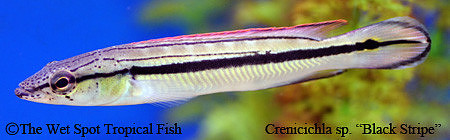 Crenicichla sp. "Black Stripe"
