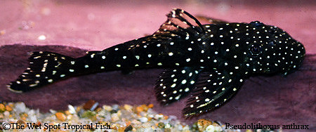 Pseudolithoxus anthrax "Flat Flyer Pleco" L235