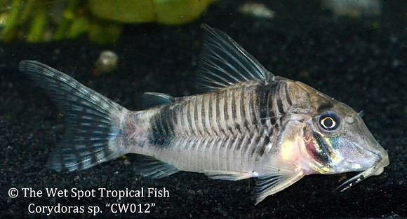 Corydoras sp. "CW012"