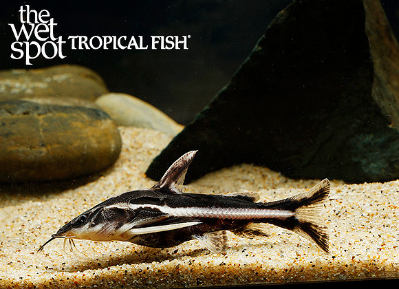 Orinocodoras eigenmanni - Orinoco Talking Catfish