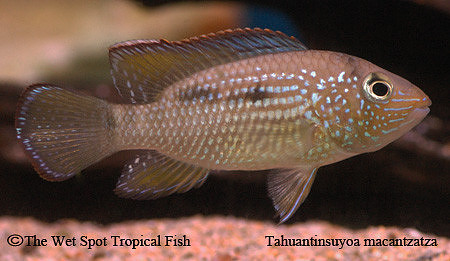 Tahuantinsuyoa macantzatza - Inka Stone Fish