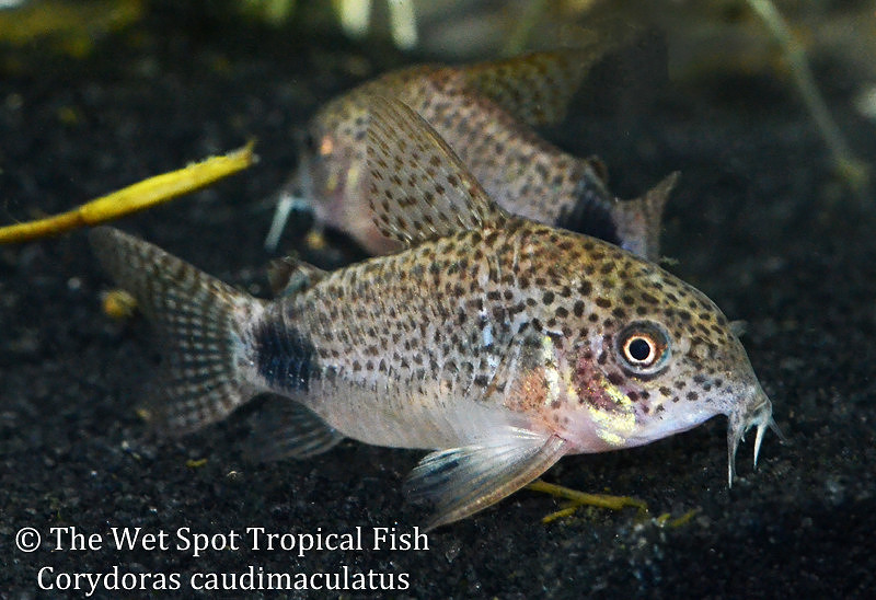 Wet Spot Tropical Fish Corydoras Corydoras caudimaculatus Tail Spot Cory