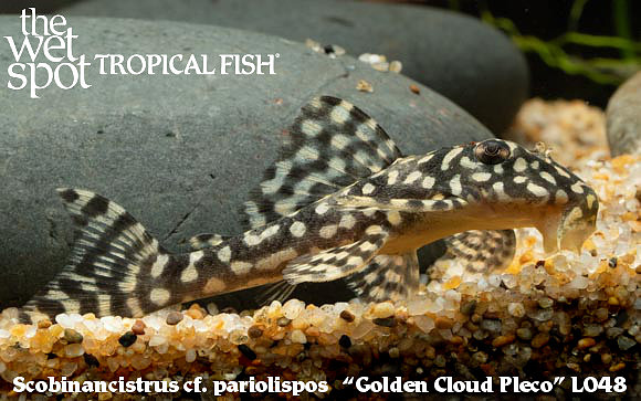 Scobiancistrus cf pariolispos "Golden Cloud Pleco" L048