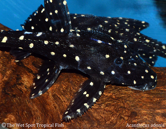 Acanthicus adonis "Polka Dotted Lyretail Pleco"