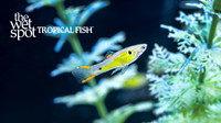 Poecilia cf. wingei "Cumana Green Hornet Endler's Livebearer"