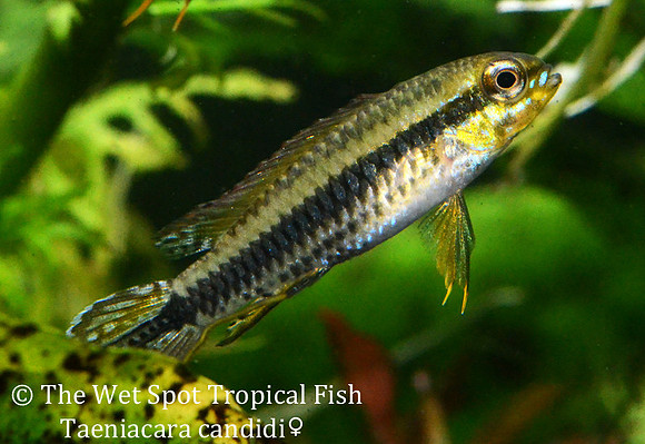 Taeniacara candidi - Black-Stripe Dwarf Cichlid ♀