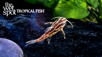 Synodontis flavitaeniatus"Orange Striped Squeaker Cat"