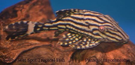 Panaque  nigrolineatus "Royal Pleco" L190