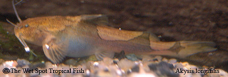 Akysis longifilis - Orange Marble Cat