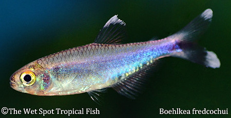Knodus borki - Blue Tetra