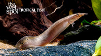Macrognathus siamensis "Peacock Eel"