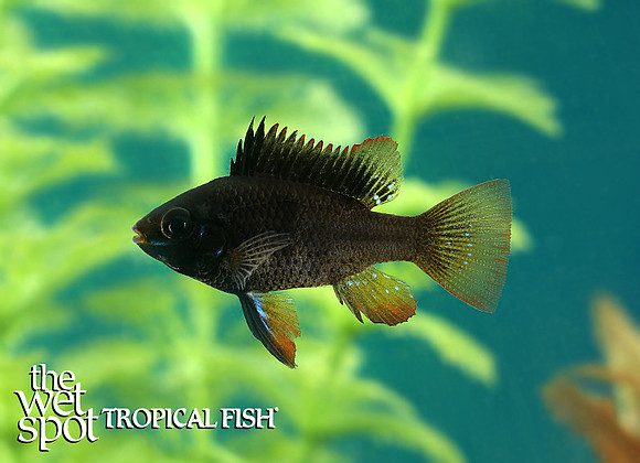 Mikrogeophagus ramirezi "Black Knight Ram"