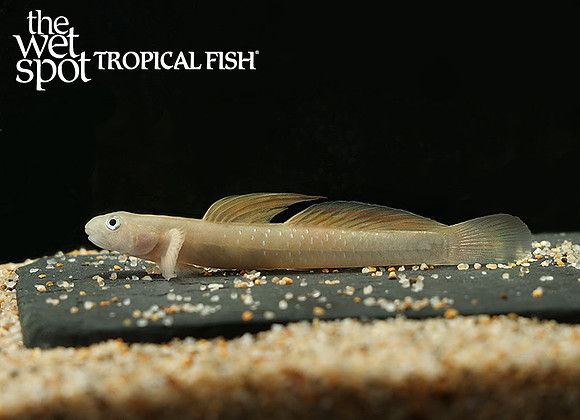 Sicyopus cebuensis "Cebu Orange Tail Goby"