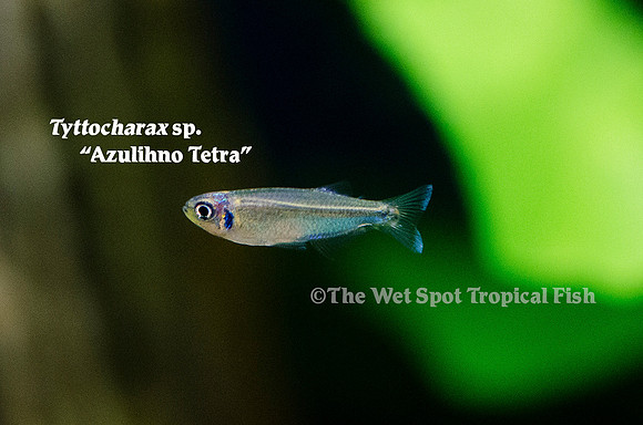 Tyttocharax sp. Azulihno Tetra - Azulihno Tetra