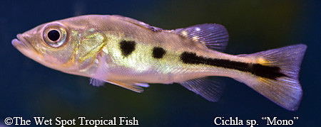 Cichla sp. Mono - Peruvian Mono Peacock Bass