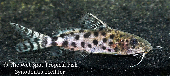 Synodontis ocellifer - Ocellated Squeaker Cat