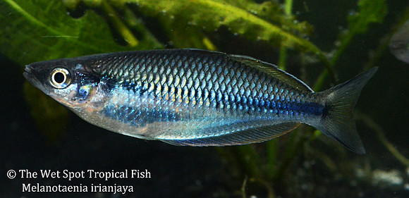 Irian Jaya Rainbowfish - Melanotaenia irianjaya