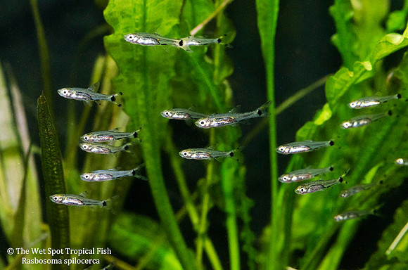 Rasbosoma spilocerca - Dwarf Scissortail Rasbora