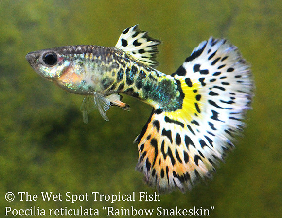 "Rainbow Snakeskin Guppy" ♂ - Poecilia reticulata