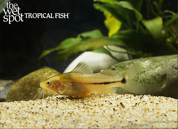 Brachyrhamdia meesi - Mees' Antenna Cat "Brazil"