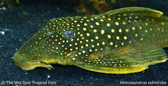 Hemiancistrus subviridis "Green Phantom Pleco" L200