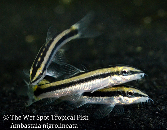 Ambastaia nigrolineata - Laos Linear Loach