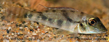 Retroculus xinguensis