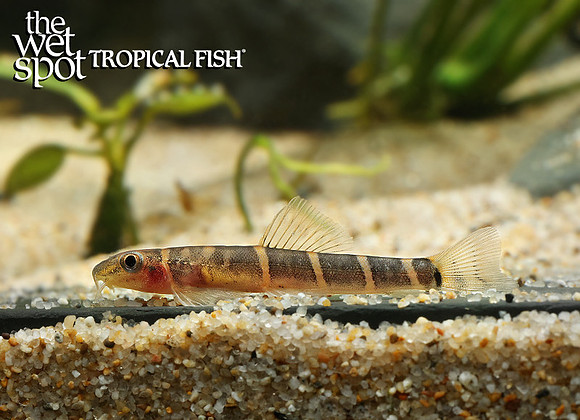 Barbucca diabolica "Scooter Loach"