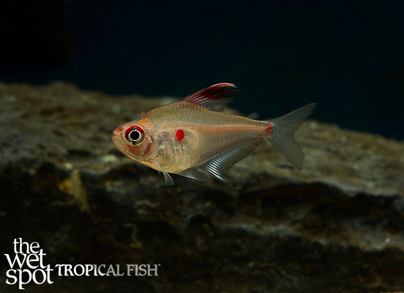Hyphessobrycon erythrostigma - Bleeding Heart Tetra