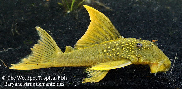 Baryancistrus demantoides "Hi-Fin Green Phantom"