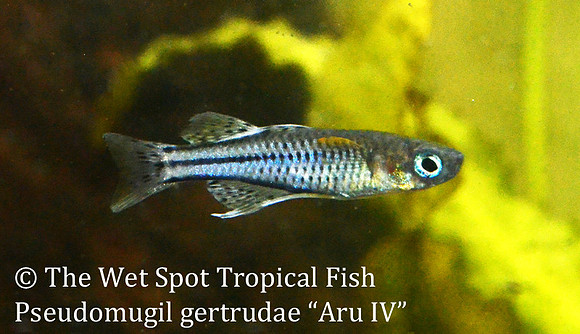 Gertrudae Rainbowfish - Pseudomugil gertrudae "Aru IV"