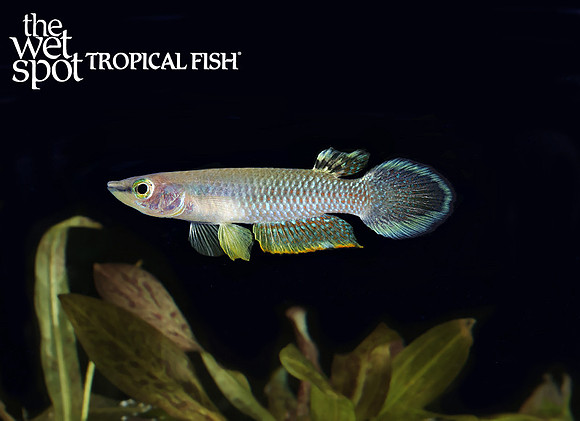 Aplocheilus panchax