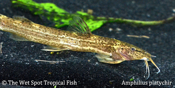 Amphilius platychir - Kuhli Cat