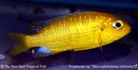 Tropheops sp. "Macrophthalmus" "Chilumba Mac" Male
