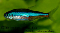 Paracheirodon simulans - Green Neon Tetra