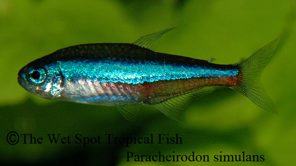 Paracheirodon simulans - Green Neon Tetra