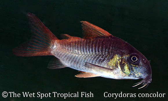 Corydoras concolor - Blue Cory