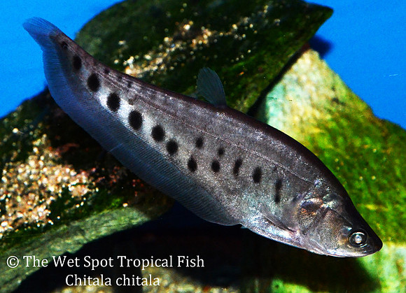 Clown Knife - Chitala chitala