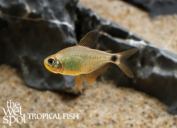 Hyphessobrycon heliacus - Juina Kitty Tetra